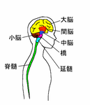 Central Nervous System