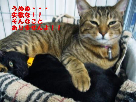 091114-2oshiuri.jpg