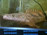 c4ca7f75.jpg