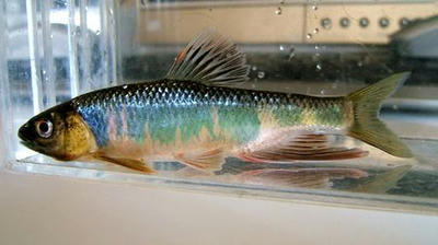 oikawa20050928.jpg