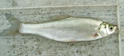 DSCF3556.JPG