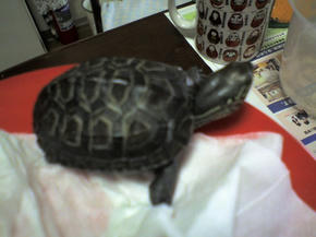 40グラム
