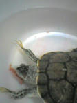 食事中