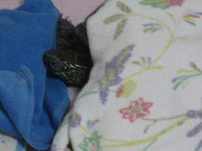 眠いよお