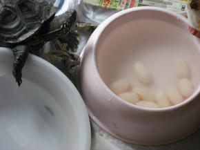 大玉九つ