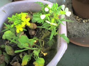 かぶと大根の花