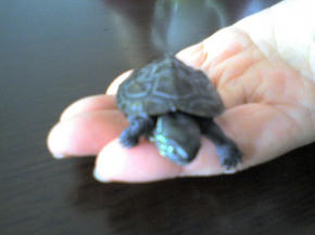 手のひらのコガメ