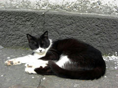 neko1.jpg