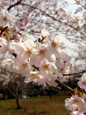 sakura1.jpg