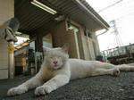 CIMG1126_convert_20110416224745.jpg