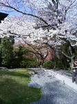 090404-sakura.jpg