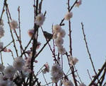 mejiro