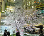 sagamioono