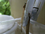 RIMG0672.JPG