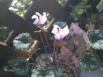 i-photo101.JPG