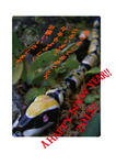 snake2013.jpg