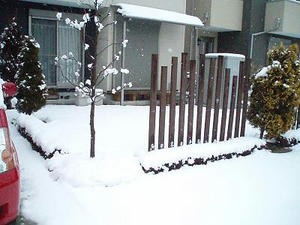 雪やこんこん♪