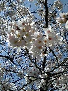 桜♪