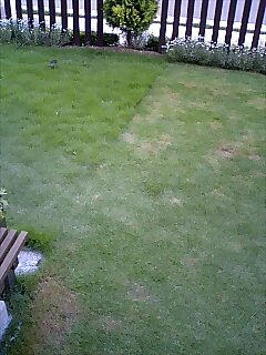 我が家の芝生