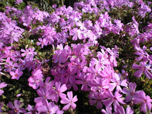 今年の芝桜