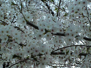 桜♪