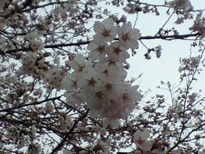 桜