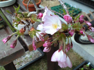 桜