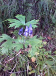 20081004141241.jpg