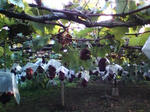 20081004163301.jpg