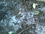 20090111121526.jpg