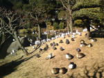 20090111122225.jpg