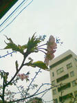 20090209160106.jpg