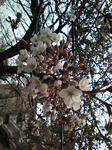 20090328120324.jpg