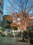 20091125164523.jpg