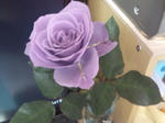 F1001012.jpg