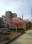 120313-4cel.jpg