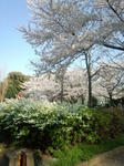 DSC_0119.jpg