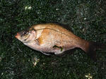 DSCF00020.jpg