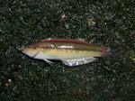 DSCF00021.jpg