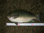 DSCF00023.jpg