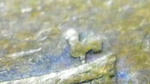 IMGP0084a.jpg