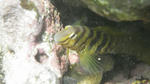 IMGP0179a.jpg