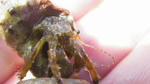IMGP0222a.jpg