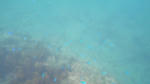 IMGP0230a.jpg