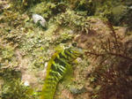 IMGP0740.jpg