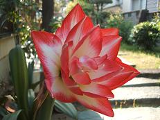 070514amaririsu.jpg