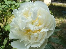 070514syakuyaku.jpg