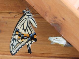 DSCF0860_.jpg