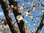 ume1.JPG