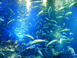 NEC_0053.JPG